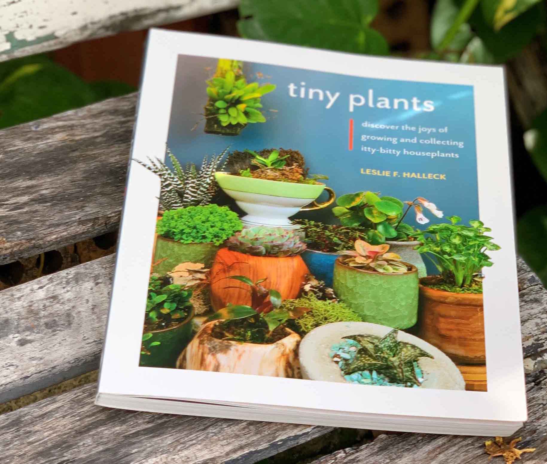 1829px x 1553px - Tiny Plants : Discover the joys of growing and collecting itty-bitty  houseplants